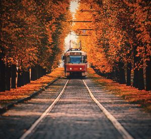 Railroad tracks amidst trees during autumn