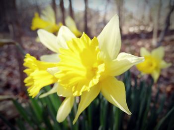 Close-up of yellow flower blooming outdoors