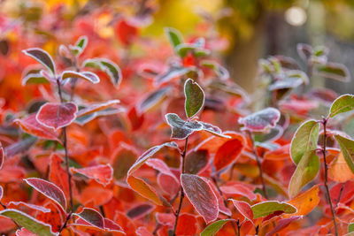 Beautiful red aronia leaves with a frosty edge. morning scenery in the garden. 