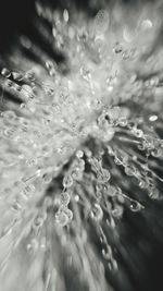 Full frame shot of water drops on flowers