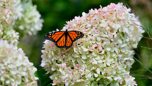 Close-up of butterfly pollinating on flower