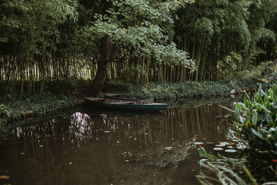 Scenic view of lake in forest