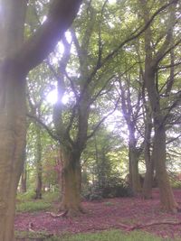 Trees in forest