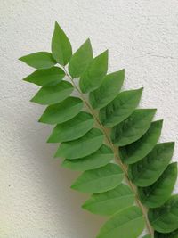 Close-up of green leaves against wall