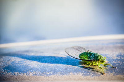 Close-up of cicada outdoors