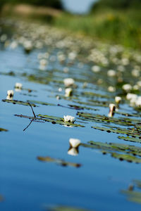 Close-up of water lily