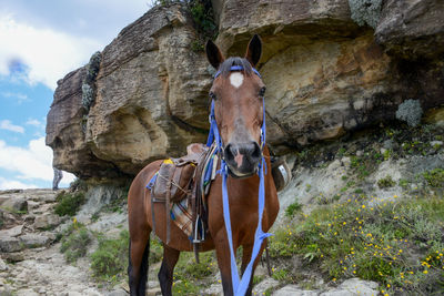 Portrait of horse against sky