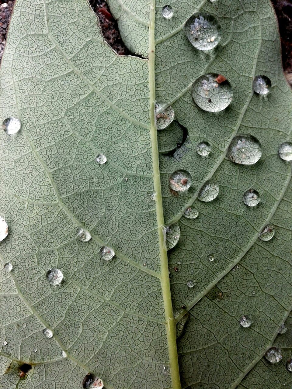 textured, leaf, close-up, high angle view, pattern, full frame, backgrounds, natural pattern, street, outdoors, day, nature, rough, sunlight, wet, no people, detail, leaf vein, footpath, ground