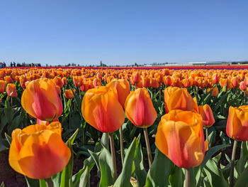 Close-up of tulips in field against clear sky
