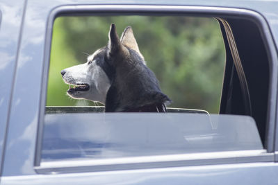 Dog looking through car window