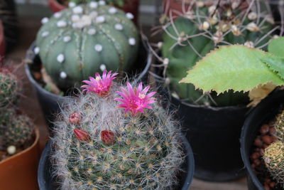 Cactus with pink flower in pot 