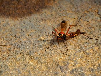 Close-up of ant on leaf