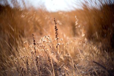 Close-up of stalks in field