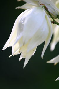 Close-up of white flowers