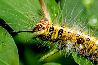 Close-up of insect on plant