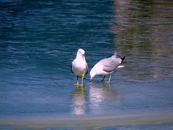 Seagulls on lake