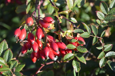 Close-up of red berries on tree