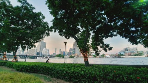 Trees in park against buildings in city