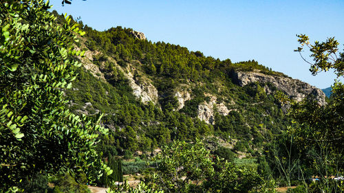 Scenic view of forest against clear sky