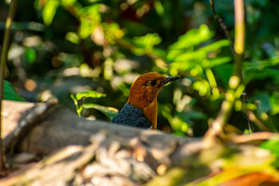 The orange-headed thrush is a bird in the thrush family.