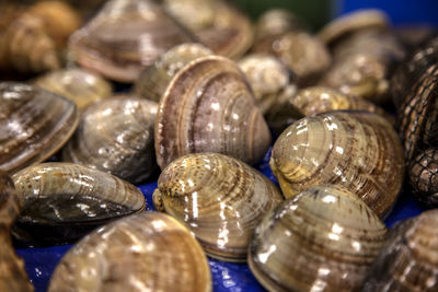 Clams at market for sale