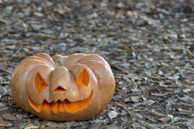 Close-up of pumpkin on shore