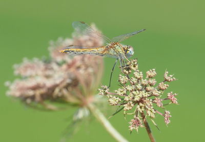 Close-up of insect on flower