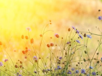 Close-up of purple flowering plants on field