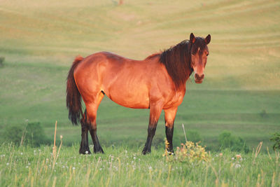 Brown horse standing on grassy field