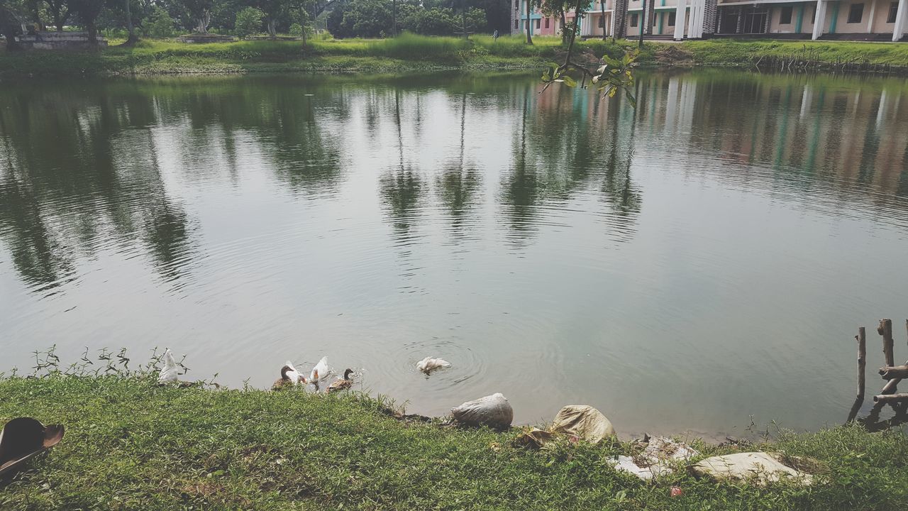 water, animal themes, lake, animals in the wild, bird, nature, reflection, outdoors, day, animal wildlife, grass, no people, large group of animals, young animal, swan, goose, swimming, tree, beauty in nature