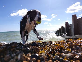 View of dog on beach