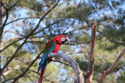 Close-up of scarlet macaws perching on tree