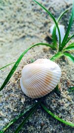 Close-up of leaf on field