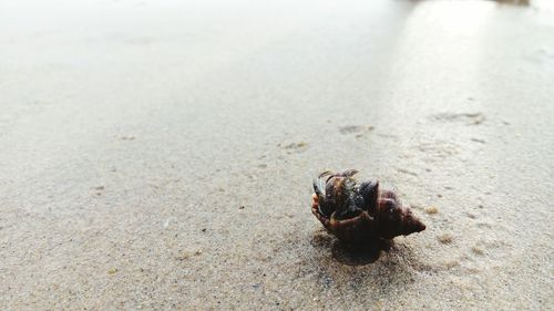 Close-up of crab on sand