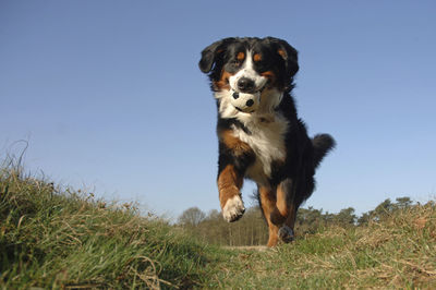 Portrait of dog running on grassy field