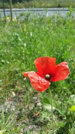 Close-up of red poppy flower in field