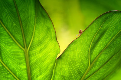 Close-up of green leaves