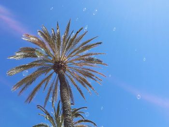 Low angle view of palm tree against clear blue sky