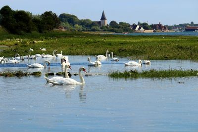 Swans in lake