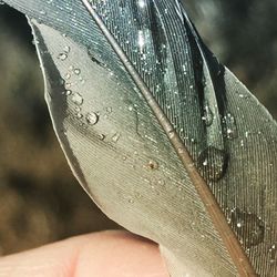 Close-up of water drop on leaf