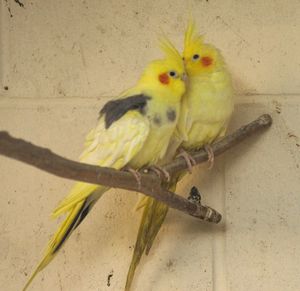 Close-up of bird perching on yellow wall