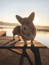 View of dog on lake against sky during sunset