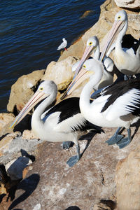 Swans swimming in lake