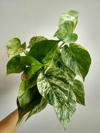 Close-up of fresh green leaves against white background