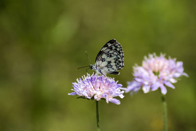 Close-up of butterfly pollinating on purple flower