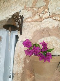 Low angle view of pink flowers against wall