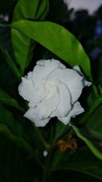 Close-up of white rose