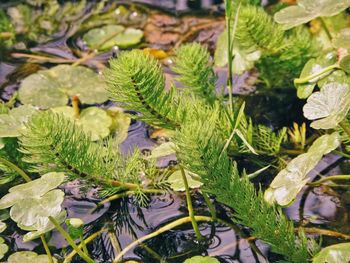 Close-up of plants in water