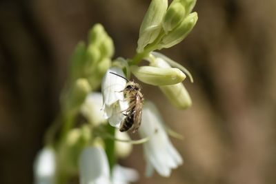 Close-up of insect on flower