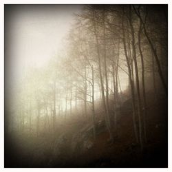 Bare trees in forest during foggy weather